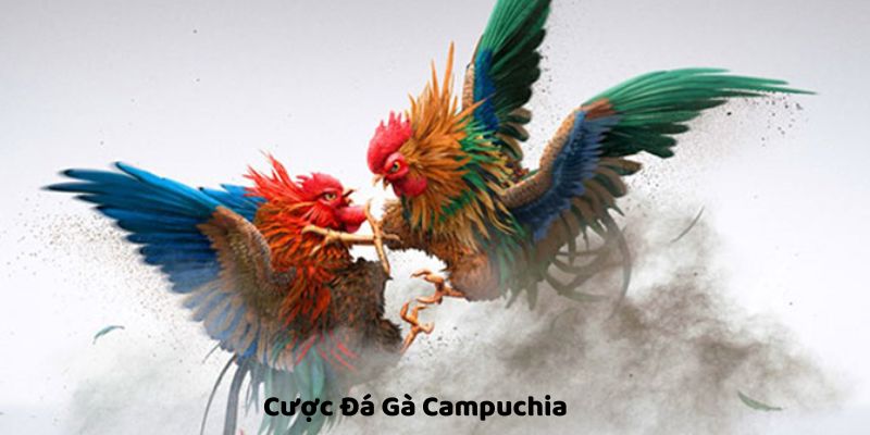 Lựa chọn cược đá gà Campuchia