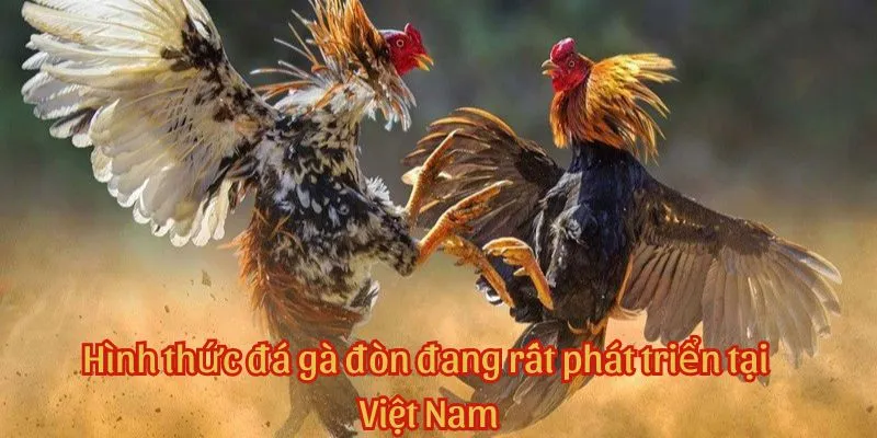 Hình thức đá gà đòn đang rất phát triển tại Việt Nam