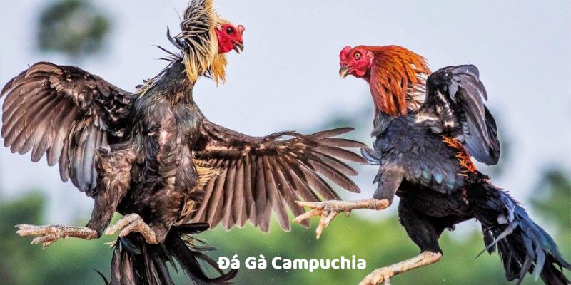 Sân chơi đá gà của Campuchia